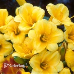 'Stella De Oro' Daylily