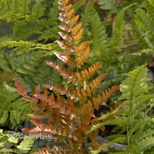 Fern 'Brilliance'