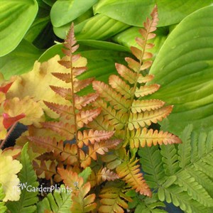 Fern 'Brilliance'