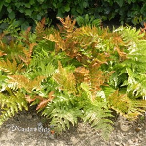 Fern 'Brilliance'