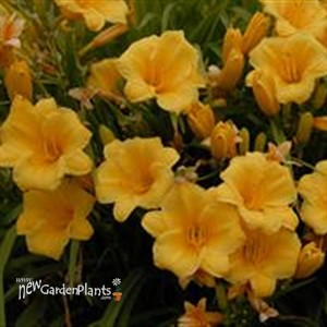 'Stella De Oro' Daylily