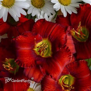 'Funny Valentine' Daylily