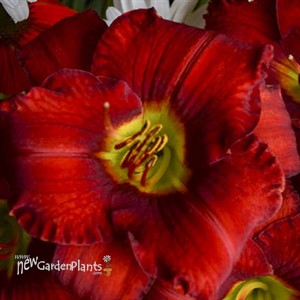 'Funny Valentine' Daylily
