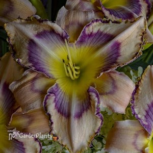 'Handwriting on the Wall' Daylily