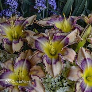 'Handwriting on the Wall' Daylily