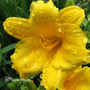 'Stella De Oro' Daylily