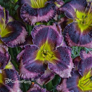 Hemerocallis 'Storm Shelter' RAINBOW RHYTHM® Collection