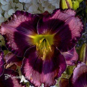 Hemerocallis 'Storm Shelter' RAINBOW RHYTHM® Collection