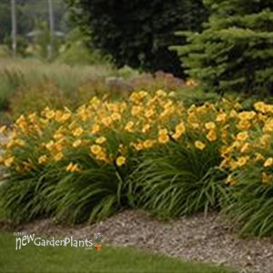 'Stella De Oro' Daylily