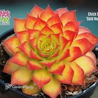 Chick Charms® 'Gold Nugget'