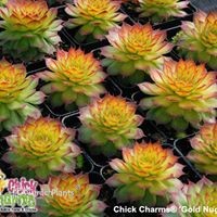 Chick Charms® 'Gold Nugget'