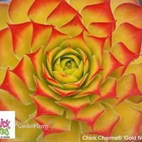 Chick Charms® 'Gold Nugget'