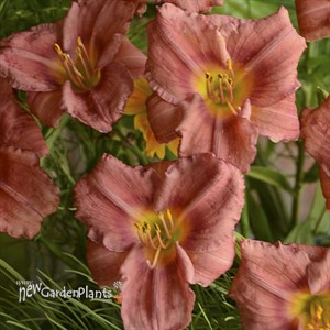 'Rosy Returns' Daylily