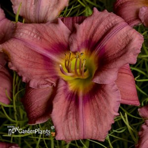 'Rosy Returns' Daylily