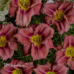 'Rosy Returns' Daylily