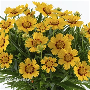 'Bright Touch' SOLANNA™ Series