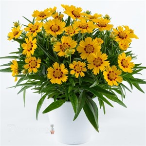 'Bright Touch' SOLANNA™ Series