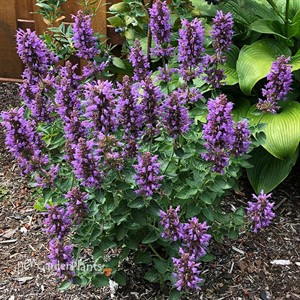 Agastache POQUITO Dark Blue