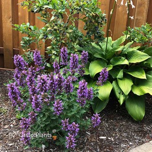 Agastache POQUITO Dark Blue