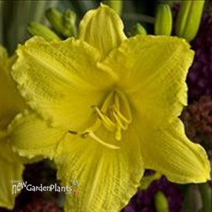 'Happy Returns' Daylily
