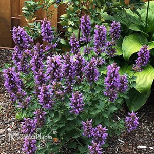 Agastache POQUITO Dark Blue