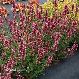 Agastache POQUITO™ Lavender