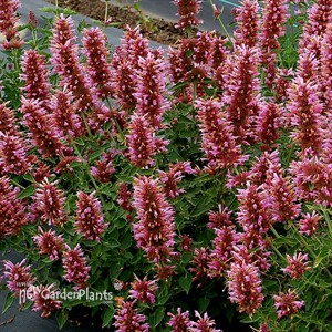 Agastache POQUITO™ Lavender