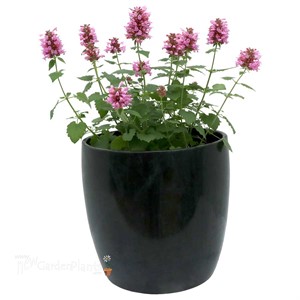 Agastache POQUITO™ Lavender