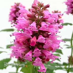Agastache POQUITO™ Lavender