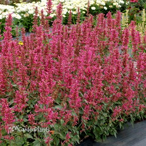 Agastache ‘Morello’