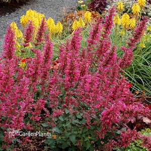 Agastache ‘Morello’