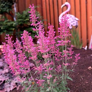 Agastache ‘Morello’