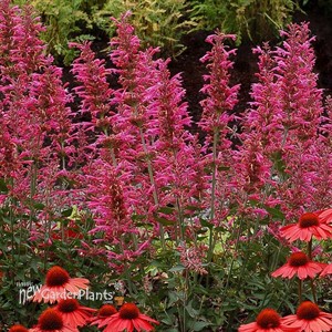 Agastache ‘Morello’
