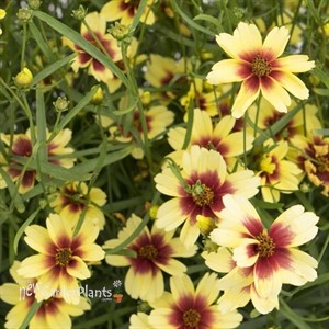 Coreopsis Satin & Lace `Peach Sparkle'