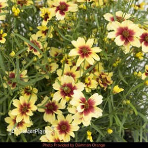 Coreopsis Satin & Lace `Peach Sparkle'