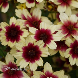 Coreopsis Satin & Lace `Peach Sparkle'