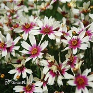 Coreopsis Satin & Lace™ Razzle Dazzle