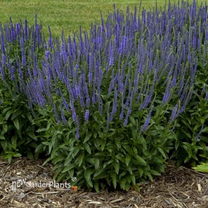 Veronica 'Blue Skywalker'