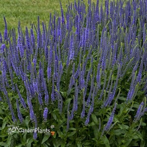 Veronica 'Blue Skywalker'