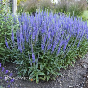 Veronica 'Blue Skywalker'