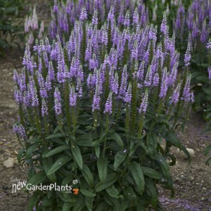 Veronica 'Lavender Lightsaber'