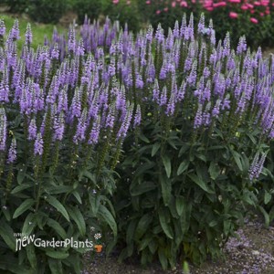Veronica 'Lavender Lightsaber'