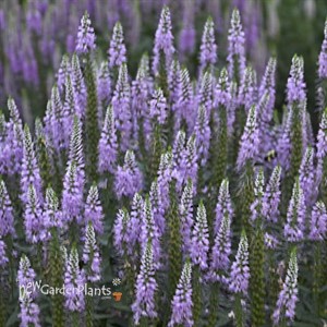 Veronica 'Lavender Lightsaber'