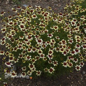 'Red Hot Vanilla' SIZZLE & SPICE® Series