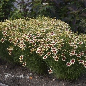 'Red Hot Vanilla' SIZZLE & SPICE® Series