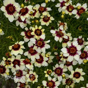 'Red Hot Vanilla' SIZZLE & SPICE® Series