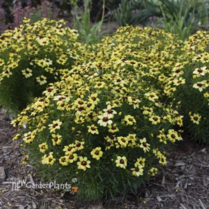 'Sassy Saffron' SIZZLE & SPICE® Series