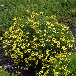 'Sassy Saffron' SIZZLE & SPICE® Series