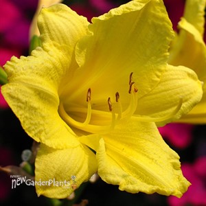 'Happy Returns' Daylily