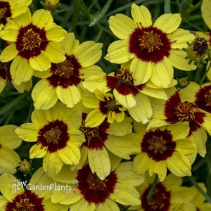 'Sassy Saffron' SIZZLE & SPICE® Series